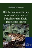 Das Leben Unserer Heimischen Lurche Und Kriechtiere Im Kreislaufe Eines Jahres