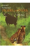 Illustrated Tigers of India