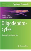 Oligodendrocytes