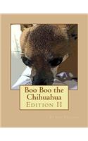 Boo Boo the Chihuahua