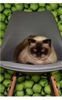 Bored Siamese Cat on a Gray Chair Pet Journal
