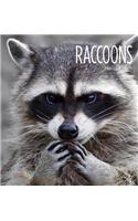 Raccoons
