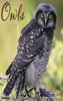 Owls 2018 Wall Calendar