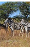 Wild Zebras in Zimbabwe, Africa Journal: Take Notes, Write Down Memories in this 150 Page Lined Journal