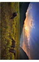 Buffalo Grazing in a Rice Field Journal: Take Notes, Write Down Memories in this 150 Page Lined Journal