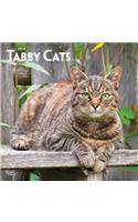 Tabby Cats 2019 Square Wall Calendar