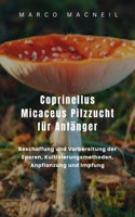 Coprinellus Micaceus Pilzzucht für Anfänger