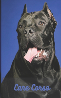 Cane Corso