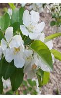 Springtime Journal Open Flowering Tree Buds