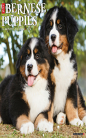 Bernese Mountain Puppies 2026 12 X 12 Wall Calendar
