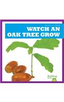 Watch an Oak Tree Grow