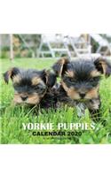Yorkie Puppies Calendar 2020: 16 Month Calendar
