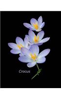 Crocus