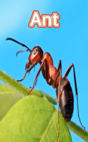 Ant: Facts Book (Fun Facts Book For Kids)