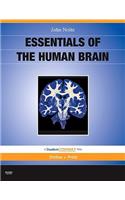 Essentials of the Human Brain