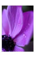 Morning dew