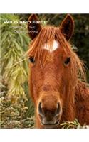 Wild and Free: Horses of the Outer Banks