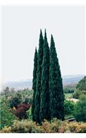 Beautiful Tall Thin Italian Cypress Evergreen Trees Journal