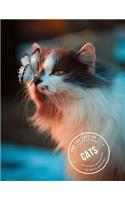 For the love of cats - Cuteness overload - Trendy Design Journal - 8.5