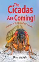 Cicadas Are Coming!