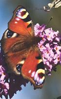 Butterflies and Flowers: coloring book