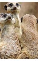 Meerkat Notebook - Journal Gift for Cute Animal Lovers