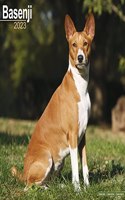 Basenji 2023 Wall Calendar