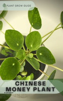 Chinese Money Plant