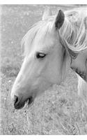 Equine Journal Grazing Grey