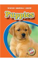 Puppies