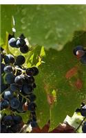 Notebook Grapes on the Vine in a Vinyard