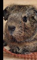 Guinea Pig Notebook