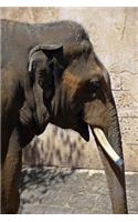 Elephant Portrait Journal: 150 Page Lined Notebook/Diary