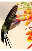 Hummingbird Notebook