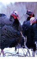 2019 Daily Planner Winter Theme Wild Turkeys 384 Pages