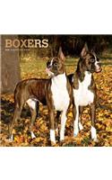 Boxers 2020 Square Foil