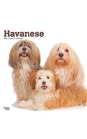 Havanese 2021 Square