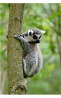 Ring Tailed Lemur Notebook