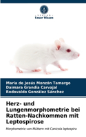 Herz- und Lungenmorphometrie bei Ratten-Nachkommen mit Leptospirose