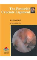 Posterior Cruciate Ligament