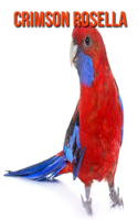 Crimson Rosella: Amazing Facts & Pictures