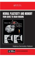 Neural Plasticity and Memory