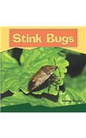 Stink Bugs