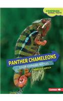Panther Chameleons: Color-Changing Reptiles
