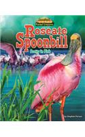 Roseate Spoonbill