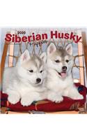 Siberian Husky Puppies 2020 Square
