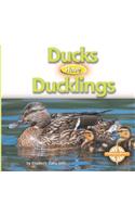 Ducks Have Ducklings