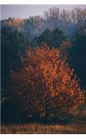 A Glorious Tree Dressed in Orange Autumn Leaves Journal: 150 Page Lined Notebook/Diary