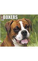 Just Boxers 2018 Calendar