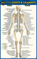 Anatomy of the Joints & Ligaments (Pocket-Sized Edition - 4x6 Inches)